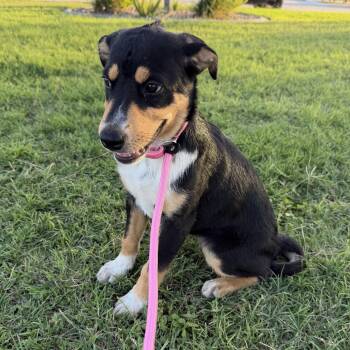 Mocha -  Hound and Beagle Dog for Adoption in Harlingen, Texas - Mocha | PetCurious