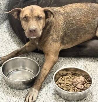 A661178 -  Pit Bull Terrier Dog for Adoption in Houston, Texas - A661178 | PetCurious
