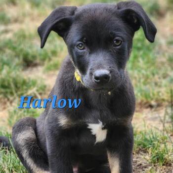 Rescue Pit Bull Terrier and Labrador Retriever Dogs for Adoption in Rochester, Washington - Harlow | PetCurious
