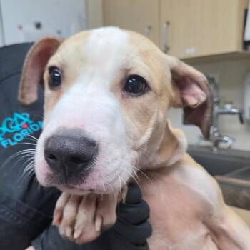 Bailey -  Terrier Dog for Adoption in Lakeland, Florida - Bailey | PetCurious