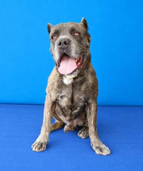 FEZZIK -  Cane Corso Dog for Adoption in Pasadena, California - FEZZIK | PetCurious