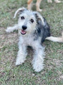 Schmoo -  Miniature Schnauzer and Miniature Poodle Dog for Adoption in Pawleys Island, South Carolina - Schmoo | PetCurious