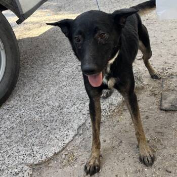 Navy -  Shepherd and Mixed Breed Dog for Adoption in Edinburg, Texas - Navy | PetCurious