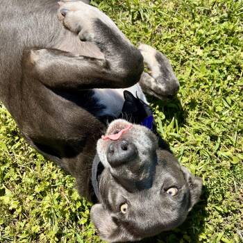 Rescue Labrador Retriever Dogs for Adoption in Angleton, Texas - Lorrie | PetCurious