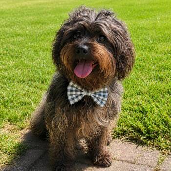 Little Rami GS -  Shih Tzu Dog for Adoption in Lucas, Texas - Little Rami GS | PetCurious