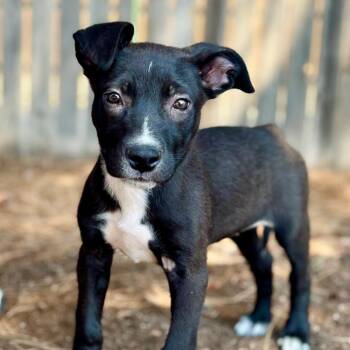 Mixed Breed Dogs Available for Adoption in Midland, Texas - FWT Thea | PetCurious