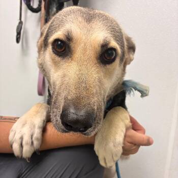 Graham -  Shepherd Dog for Adoption in Abilene, Texas - Graham | PetCurious