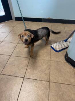 Buddy -  Mixed Breed Dog for Adoption in Marion, Ohio - Buddy | PetCurious