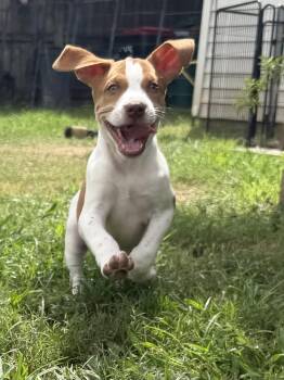 T-Bone -  Hound and Pit Bull Terrier Dog for Adoption in Grafton, Massachusetts - T-Bone | PetCurious