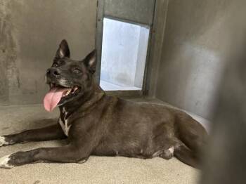 VELVET -  German Shepherd Dog and Mixed Breed Dog for Adoption in San Bernardino, California - VELVET | PetCurious
