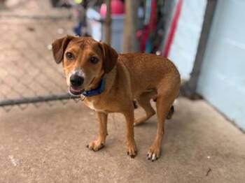 Foxy -  Mixed Breed Dog for Adoption in Gainesville, Florida - Foxy | PetCurious