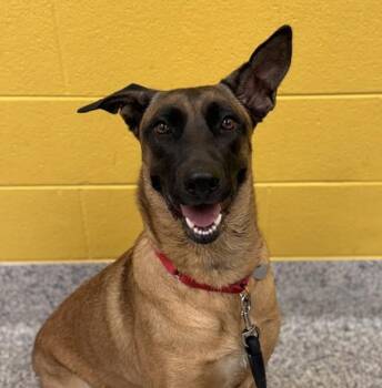 Apache -  Belgian Shepherd Malinois Dog for Adoption in Golden, Colorado - Apache | PetCurious