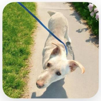 Mixed Breed and Bull Terrier Dogs Available for Adoption - Oliver  | PetCurious