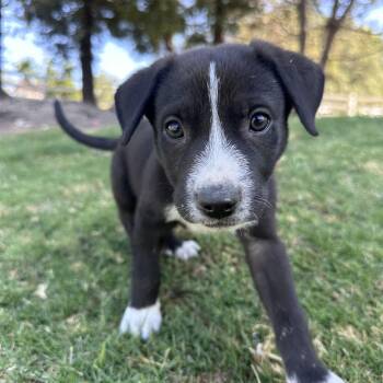 WEDNESDAY -  Border Collie and Great Pyrenees Dog Available for Adoption in Atascadero, California - WEDNESDAY | PetCurious