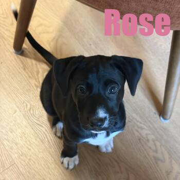 Rose -  Terrier and Border Collie Dog for Adoption in Ellicott City, Maryland - Rose | PetCurious