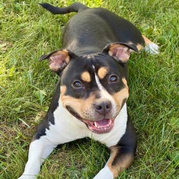 Sissy -  Pit Bull Terrier and Mixed Breed Dog for Adoption in Pekin, Illinois - Sissy | PetCurious