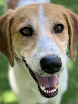 Dunkin -  English Coonhound Dog for Adoption in Pawleys Island, South Carolina - Dunkin | PetCurious