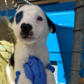 Pomeranian and Chihuahua Dogs Available for Adoption in San Diego, California - River | PetCurious