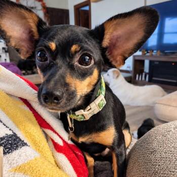 Dory -  Chihuahua Dog for Adoption in Manhattan, Kansas - Dory | PetCurious