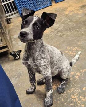 Marbles -  Poodle Dog for Adoption in Broken Arrow, Oklahoma - Marbles | PetCurious