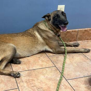 Daisy -  Belgian Shepherd Malinois Dog for Adoption in Tulsa, Oklahoma - Daisy | PetCurious