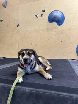 Shepherd Dogs Available for Adoption - LUKA | PetCurious