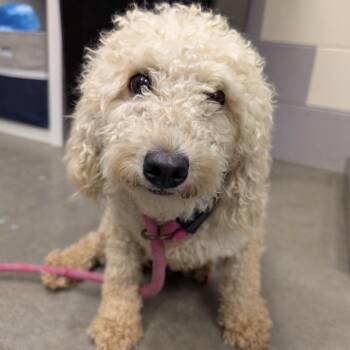 Abby -  Miniature Poodle and Golden Retriever Dog for Adoption in Manhattan, Kansas - Abby | PetCurious