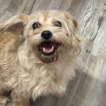Mickey -  Schnauzer and Cavalier King Charles Spaniel Dog for Adoption in Muncie, Indiana - Mickey | PetCurious
