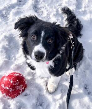 Border Collie Dogs Available for Adoption - Pongo | PetCurious