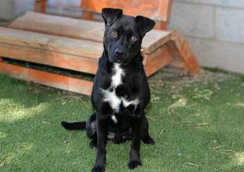 SPEGHETTI-O -  Pit Bull Terrier Dog for Adoption in West Valley City, Utah - SPEGHETTI-O | PetCurious