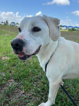 Hound Dogs Available for Adoption in Spring, Texas - Destiny  | PetCurious