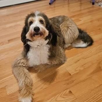 Pearl-Courtesy Posting -  Bernedoodle Dog for Adoption in Somerville, Massachusetts - Pearl-Courtesy Posting | PetCurious
