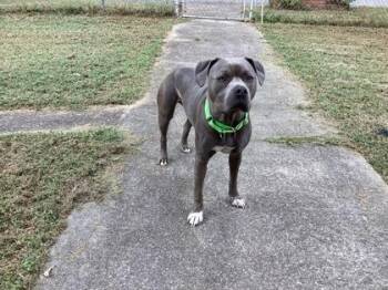 Tito Ali -  Mixed Breed Dog for Adoption in Atlanta, Georgia - Tito Ali | PetCurious
