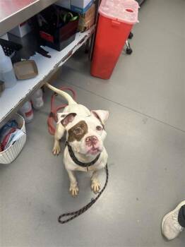 Rescue Mixed Breed Dogs for Adoption in West Chester, Pennsylvania - Lexi Love | PetCurious