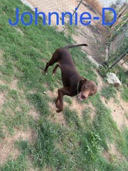 Johnnie D. -  Labrador Retriever and Mixed Breed Dog for Adoption in Zimmerman, Minnesota - Johnnie D. | PetCurious