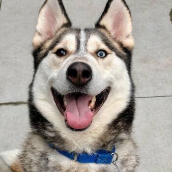 Rescue Siberian Husky Dogs for Adoption in Matteson, Illinois - Hodor | PetCurious