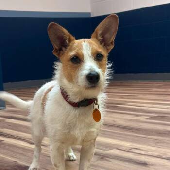 Possum -  Jack Russell Terrier and Wirehaired Terrier Dog for Adoption in Warren, Rhode Island - Possum | PetCurious