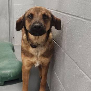 Nina -  German Shepherd Dog Dog Available for Adoption in Kingman, Arizona - Nina | PetCurious