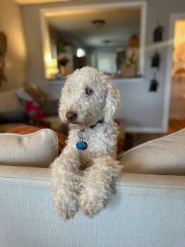 Quinn -  Standard Poodle Dog for Adoption in Fenton, Missouri - Quinn | PetCurious