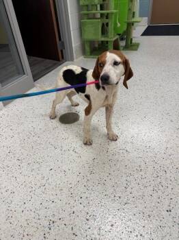 Marco (Sponsored Adoption) -  Beagle Dog for Adoption in Providence Forge, Virginia - Marco (Sponsored Adoption) | PetCurious