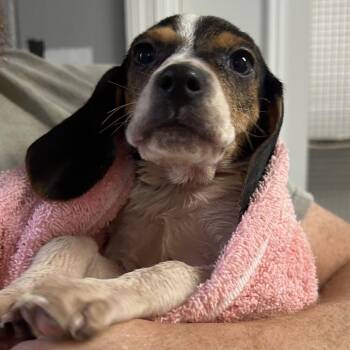 Beagle Dogs Available for Adoption in Enterprise, Alabama - Boot | PetCurious