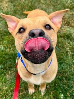 Colin -  Mixed Breed Dog for Adoption in West Chester, Pennsylvania - Colin | PetCurious