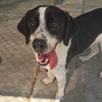 Border Collie Dogs Available for Adoption in East Hanover, New Jersey - Jerry | PetCurious