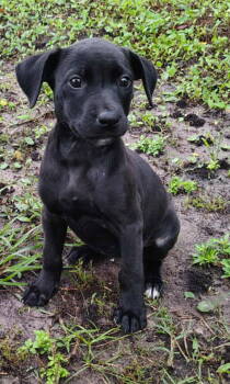 Rescue Labrador Retriever Dogs for Adoption in Sanford, Florida - Esmae | PetCurious