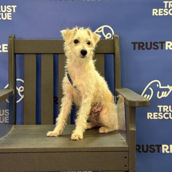 TUFFIE -  Terrier and Mixed Breed Dog for Adoption in Waterford, New Jersey - TUFFIE | PetCurious