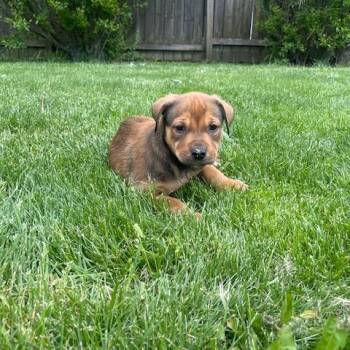 Shepherd and Mixed Breed Dogs Available for Adoption in Dayton, Ohio - Delta | PetCurious