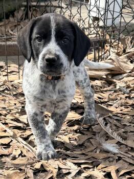 Beagle and Australian Cattle Dog Blue Heeler Dogs Available for Adoption - Booker | PetCurious