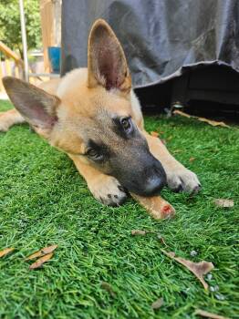 Rescue Black Mouth Cur and Australian Shepherd Dogs for Adoption in Houston, Texas - Willie | PetCurious