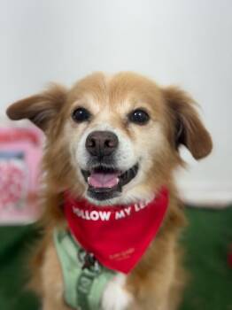 Antonio Pawderas-One of our Amazing Rescue Dogs -  Cocker Spaniel and Cavalier King Charles Spaniel Dog for Adoption in Carlsbad, California - Antonio Pawderas-One Of Our Amazing Rescue Dogs | PetCurious