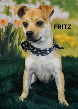 Chihuahua and Shepherd Dogs Available for Adoption - Fritz | PetCurious